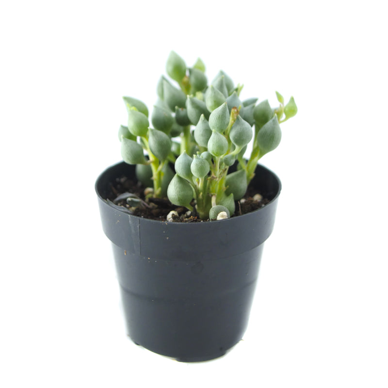 Senecio citriformis | String of Tears - Lazy Gardens
