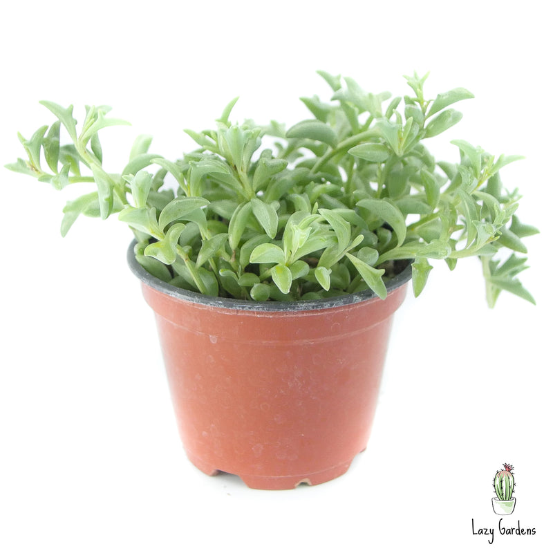 Senecio peregrinus | String of Dolphins - Lazy Gardens