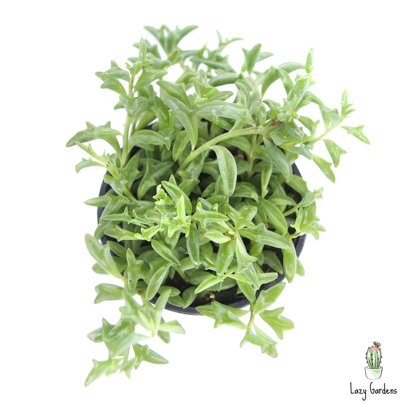 Senecio peregrinus | String of Dolphins - Lazy Gardens