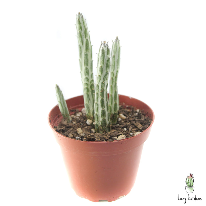 Pickle Plant | Senecio Stapeliiformis