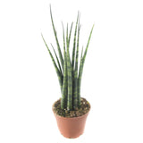 Fernwood Snake Plant | Sansevieria Fernwood 'Mikado'