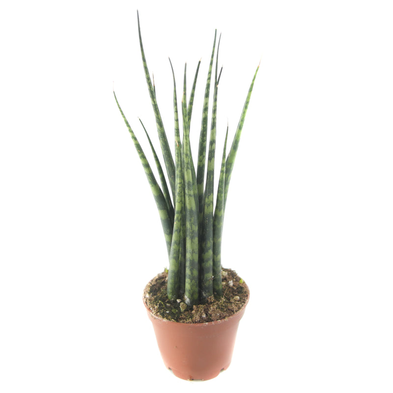 Sansevieria Fernwood 'Mikado' | Fernwood Snake Plant - Lazy Gardens