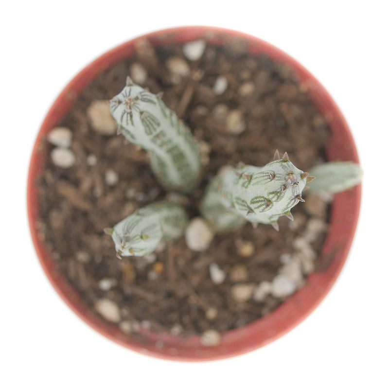 Pickle Plant | Senecio Stapeliiformis