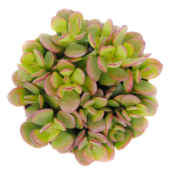 baby jade succulent Crassula ovata