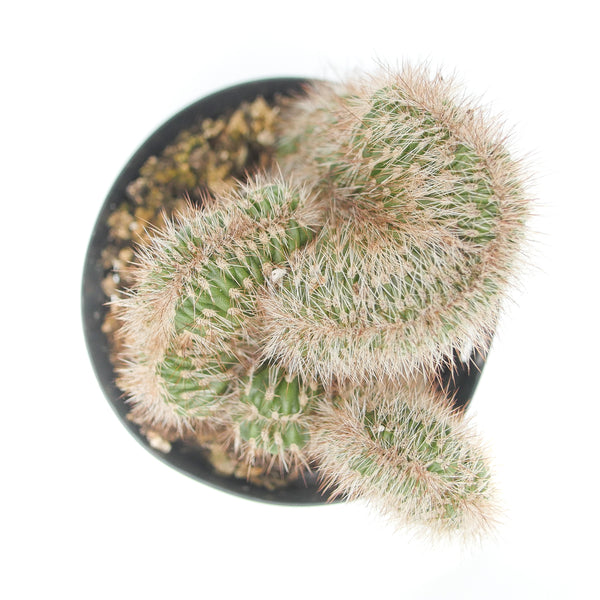 Stenocereus Hollianus Crested - Lazy Gardens