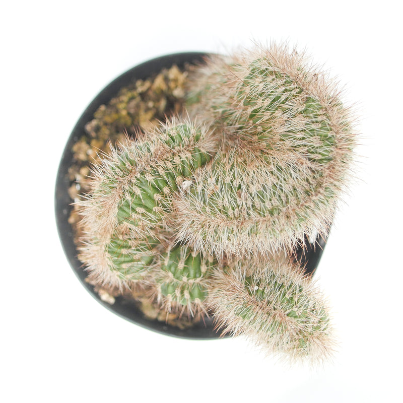 Stenocereus Hollianus Crested - Lazy Gardens