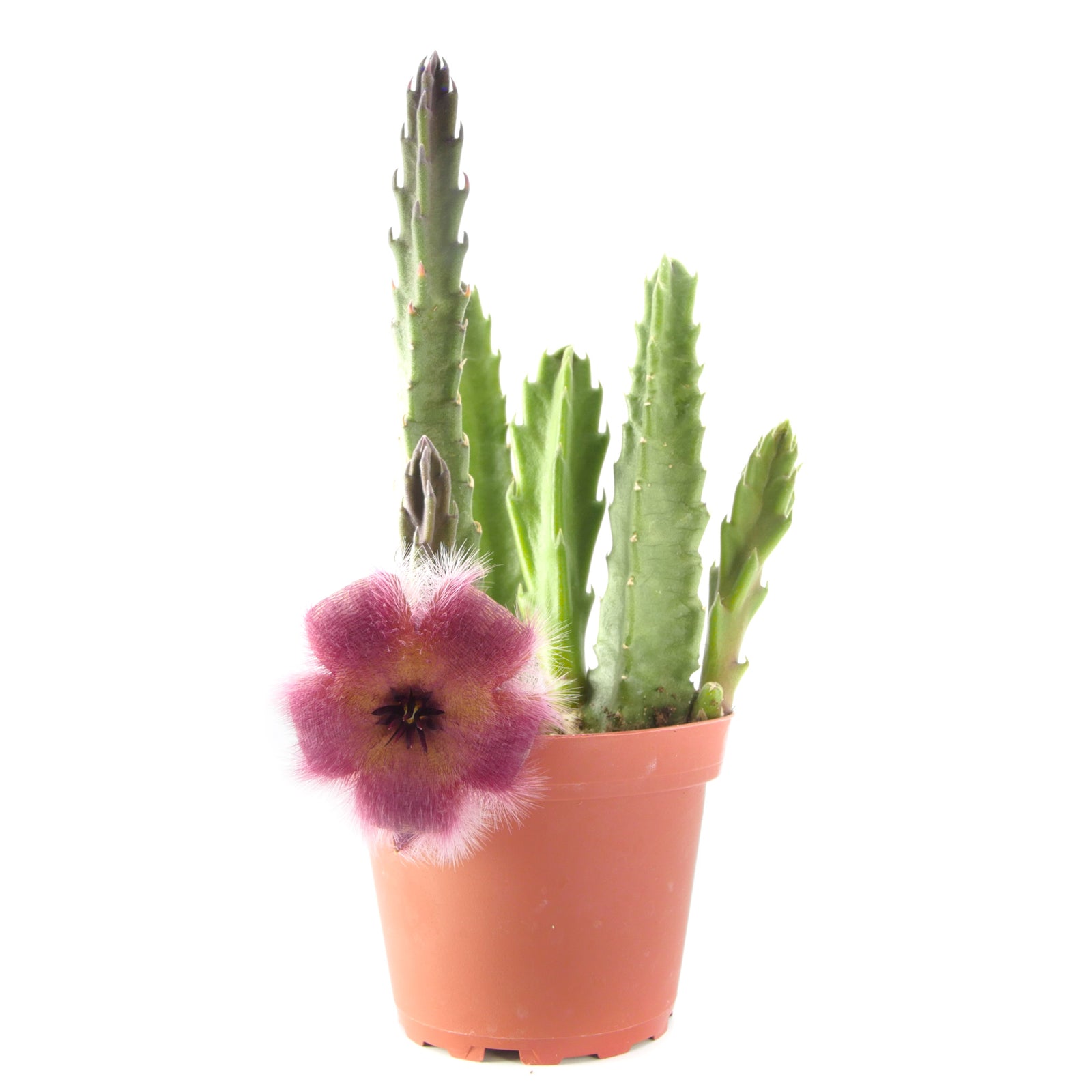 stapelia cactus Stapelia Grandiflora