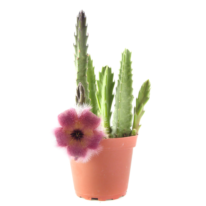 Starfish Flower Cactus | Stapelia Grandiflora