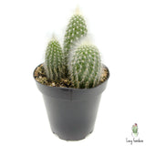 Silver Torch Cactus | Cleistocactus strausii