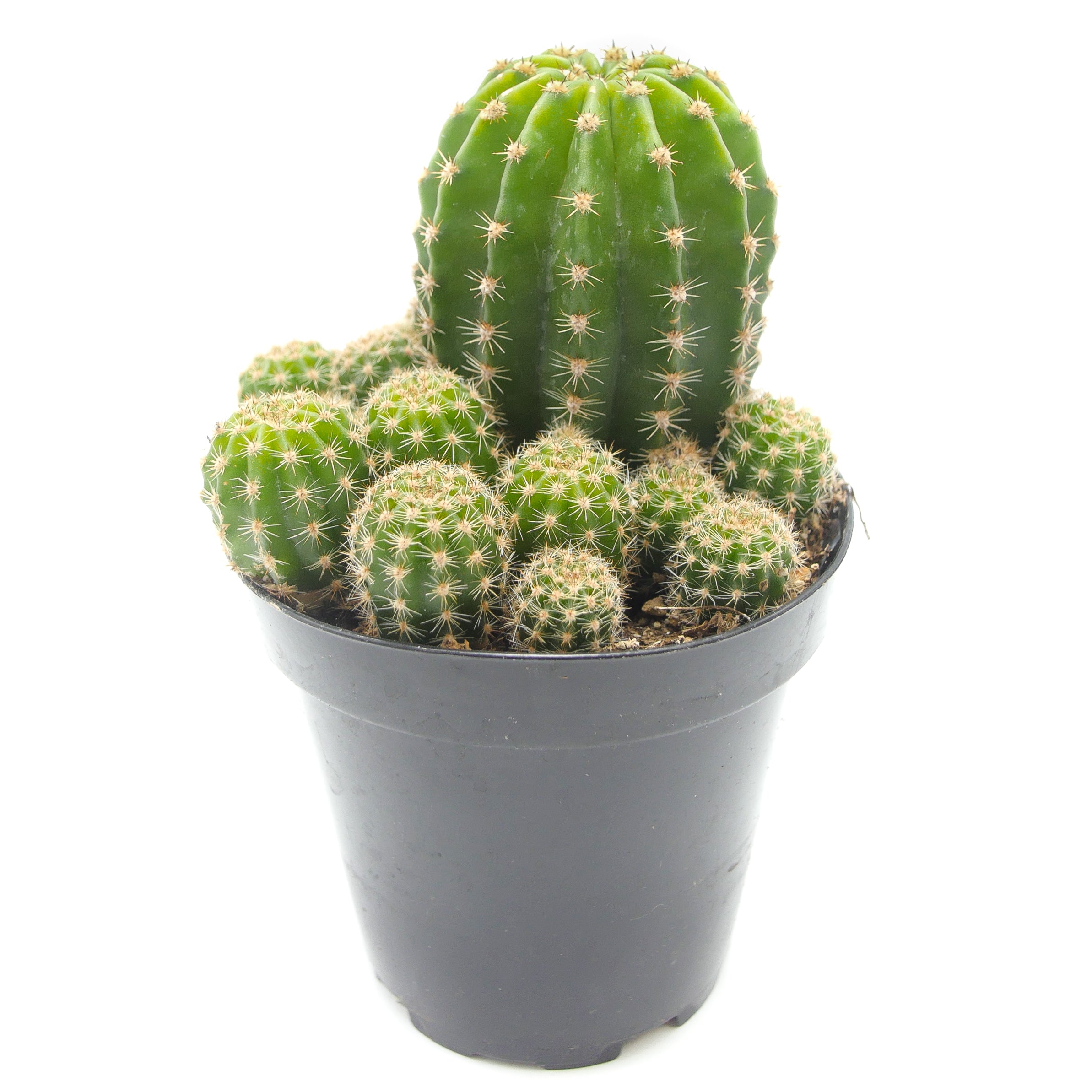 Echinobivia Hybrid | Rainbow Burst Cactus