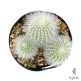 Silver Torch Cactus | Cleistocactus strausii