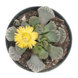 Jewel Plant | Titanopsis Calcarea