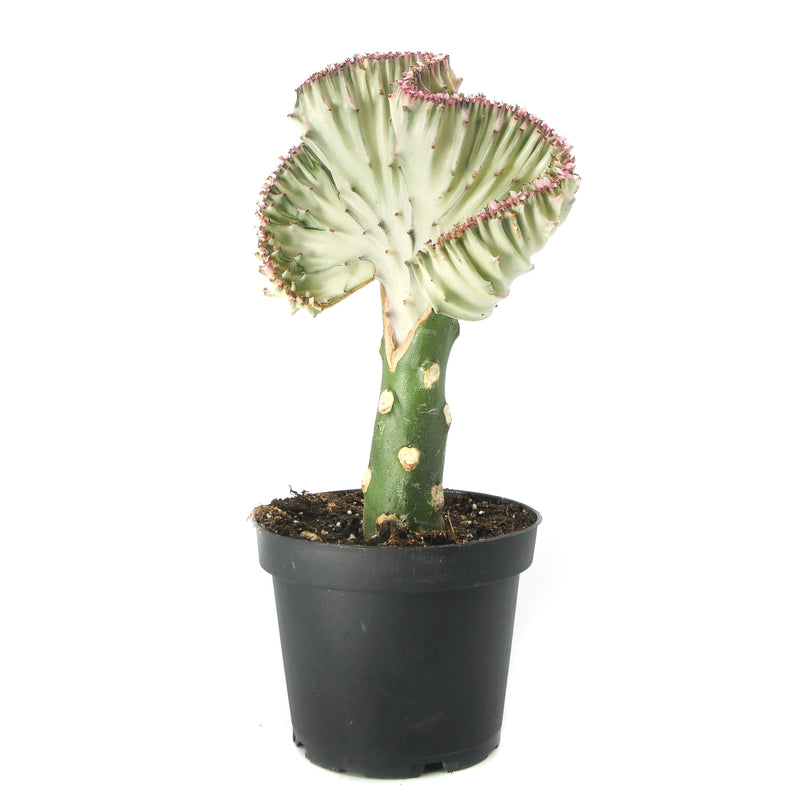 Coral Cactus | Crested Euphorbia