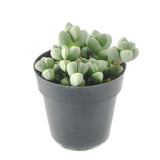 Ice Plant | Corpuscularia Lehmannii