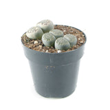 Lithops | Living Stones