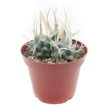 Paper Spine Cactus | Tephrocactus Articulatus