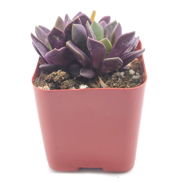 Anacamseros Rufescens | Sand Rose - Lazy Gardens