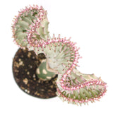 Coral Cactus | Crested Euphorbia