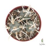 Paper Spine Cactus | Tephrocactus Articulatus
