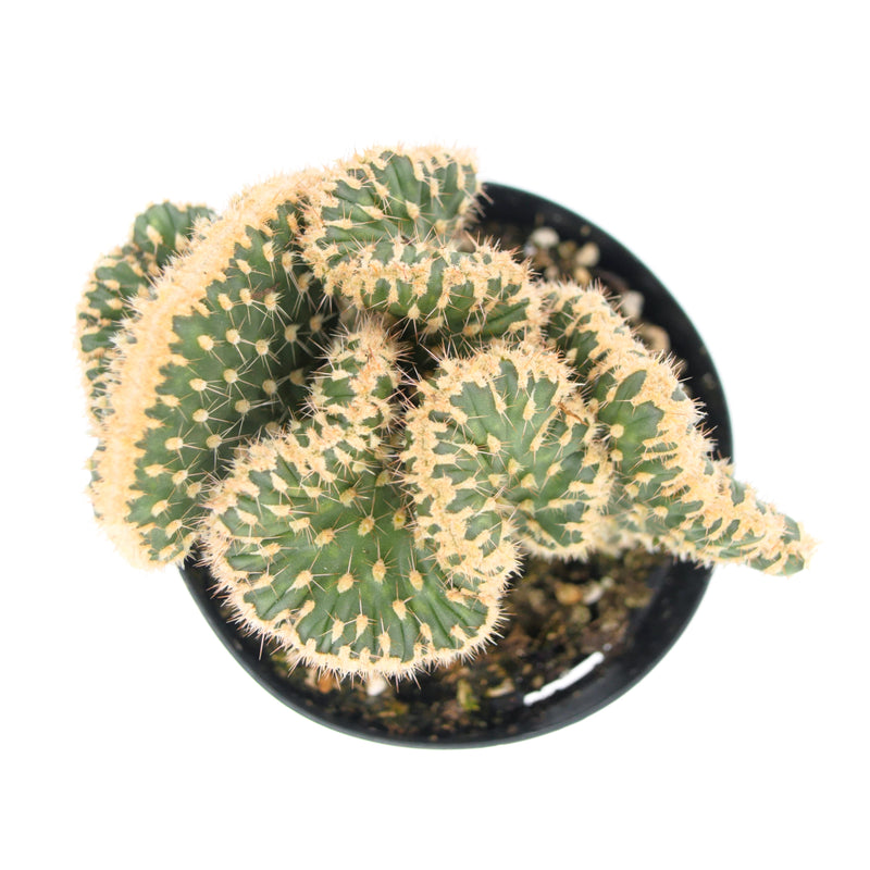 Snake Cholla Crested | Opuntia Parryi Serpentina