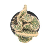 Snake Cholla Crested | Opuntia Parryi Serpentina