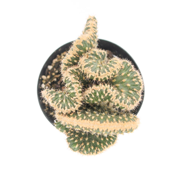 Opuntia Parryi Serpentina | Snake Cholla Crested - Lazy Gardens