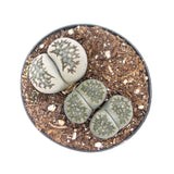 Lithops | Living Stones