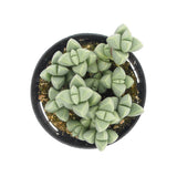 Ice Plant | Corpuscularia Lehmannii