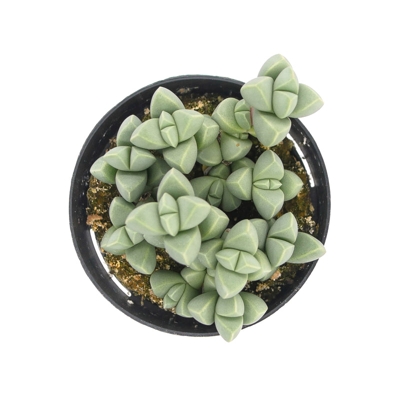 Ice Plant | Corpuscularia Lehmannii