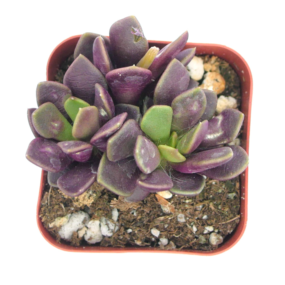 Anacamseros Rufescens