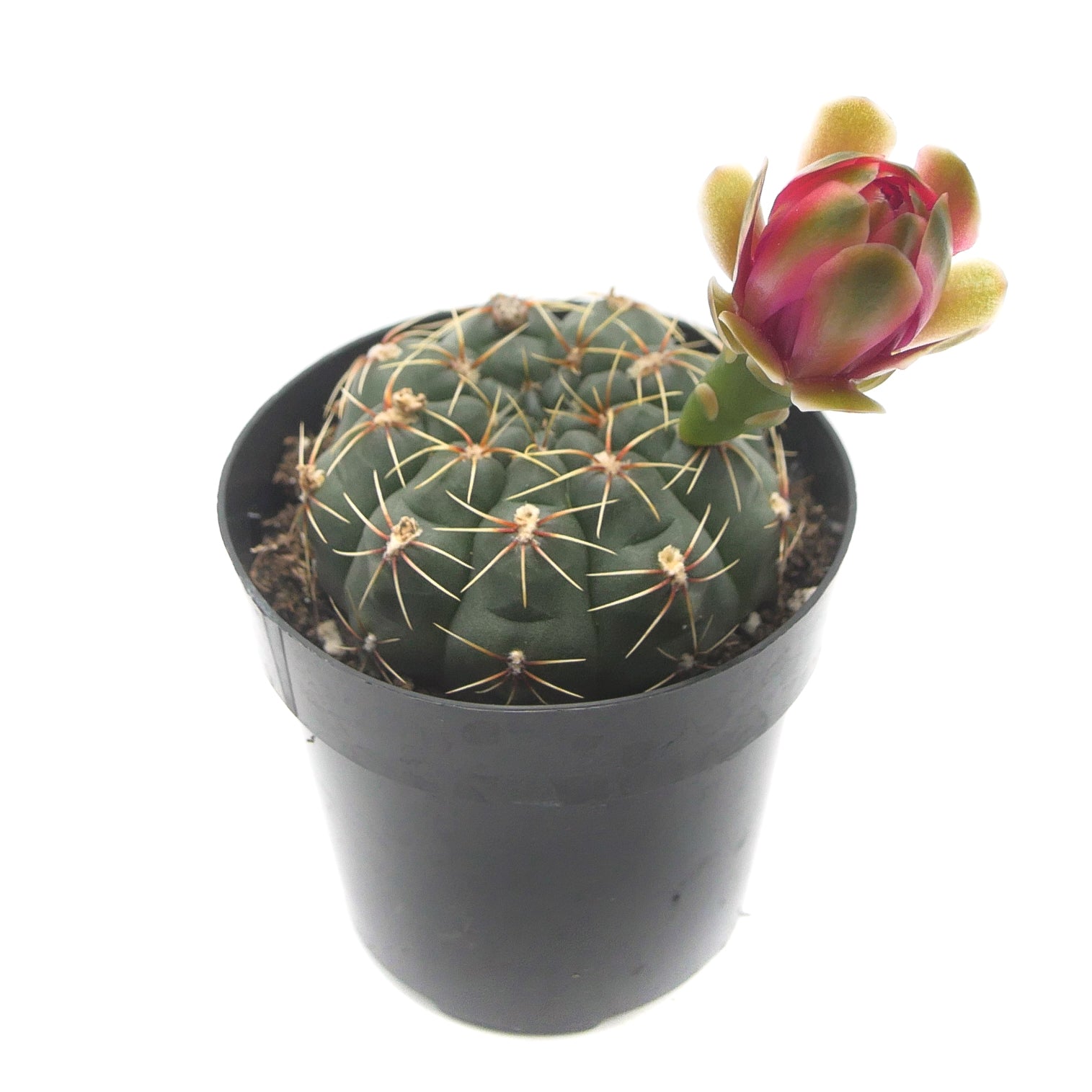 Gymnocalycium baldianum | Chin Cactus – Lazy Gardens