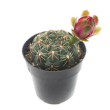 Chin Cactus | gymnocalycium baldianum