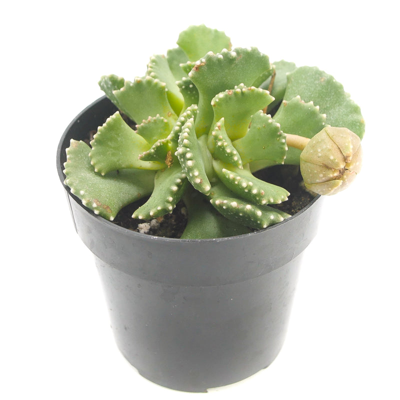 Giant Jewel Plant | Aloinopsis malherbei