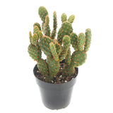 Opuntia rufida minima monstrose | Mini cinnamon cactus - Lazy Gardens