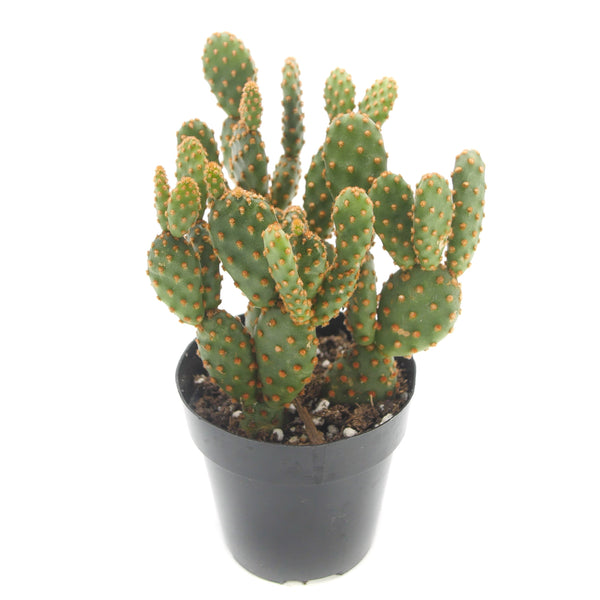 Opuntia rufida minima monstrose | Mini cinnamon cactus - Lazy Gardens