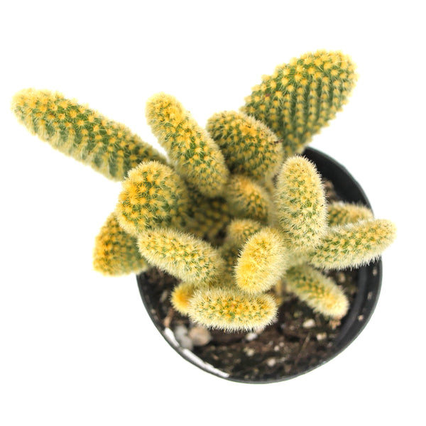 Bunny Ears Cactus | Opuntia microdasys