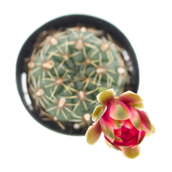 Gymnocalycium baldianum | Chin Cactus - Lazy Gardens