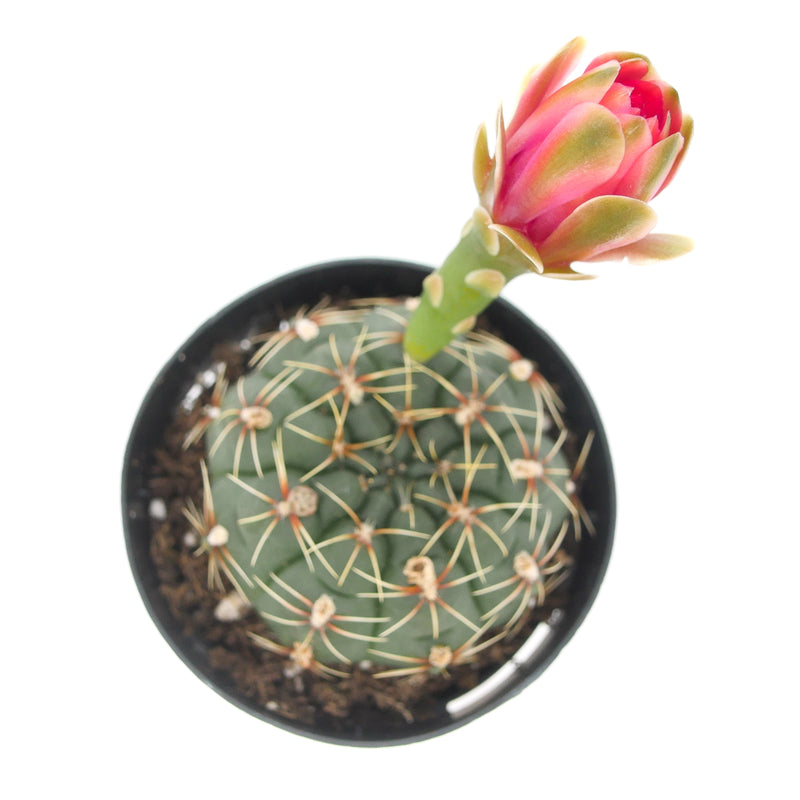 Chin Cactus | gymnocalycium baldianum