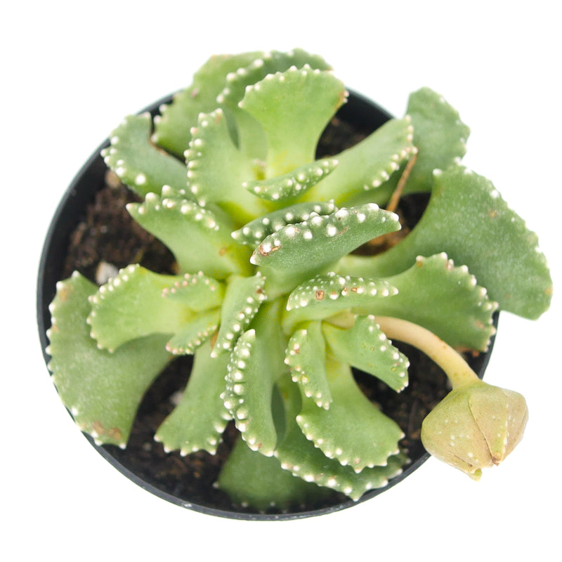 Giant Jewel Plant | Aloinopsis malherbei