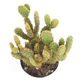 Mini cinnamon cactus | Opuntia rufida minima