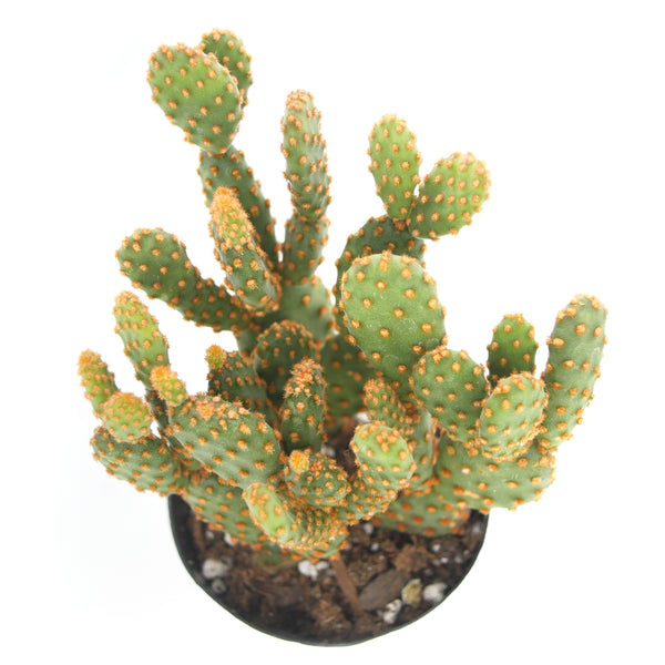 Opuntia rufida minima monstrose | Mini cinnamon cactus - Lazy Gardens