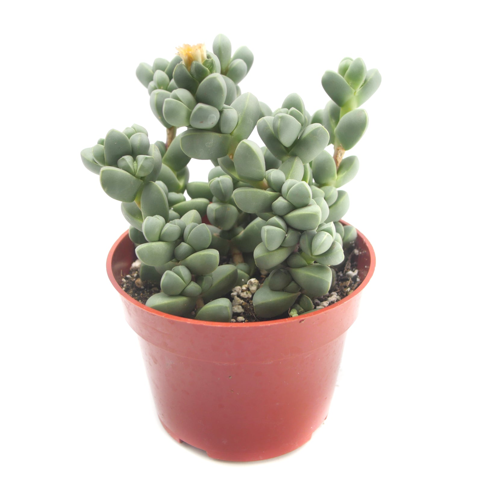 ice plant succulent wrinkled Corpuscularia Lehmannii
