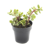 Elephant Bush Variegated | Portulacaria afra