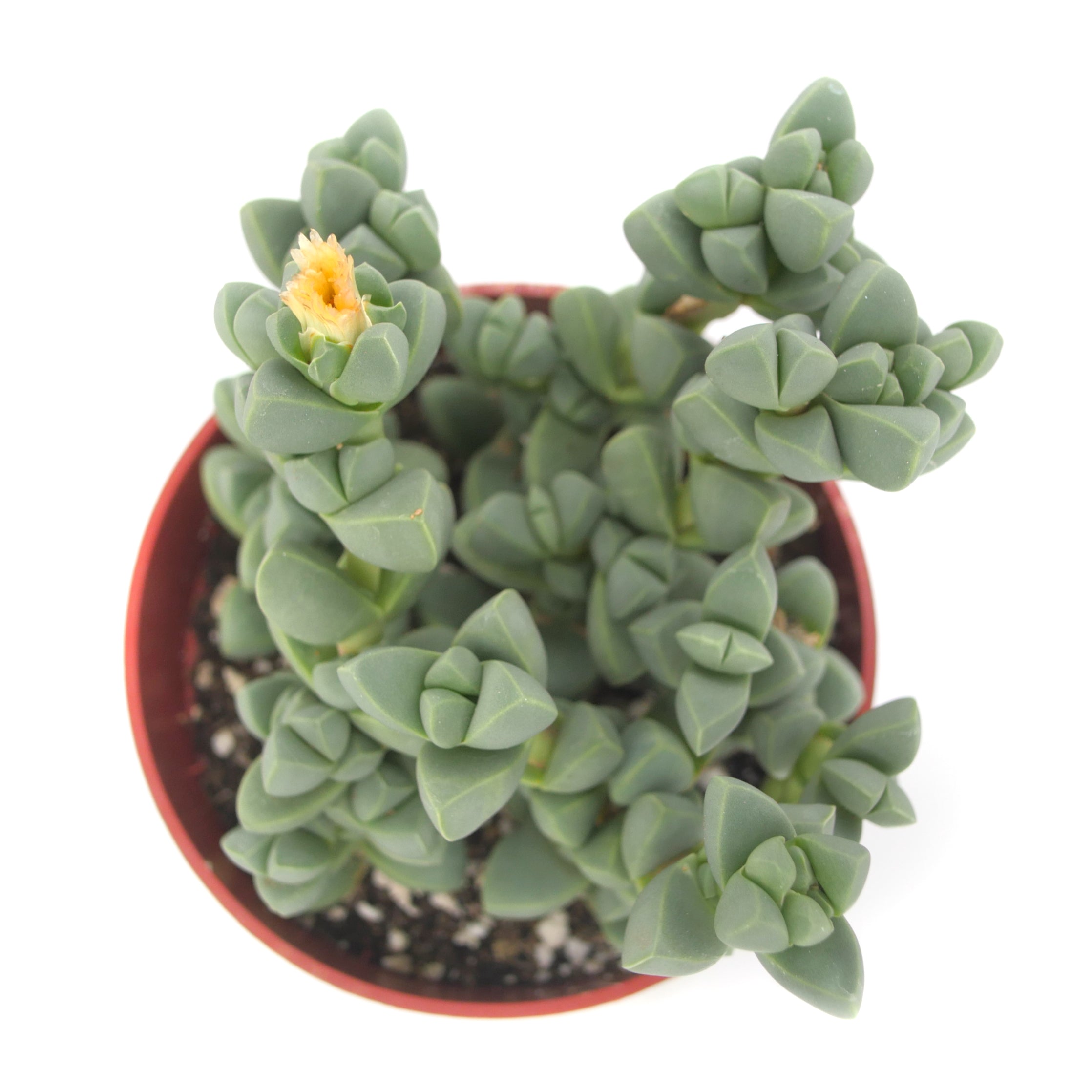 ice plant succulent wrinkled Corpuscularia Lehmannii