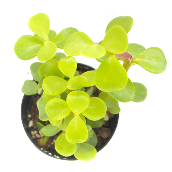 Elephant Bush | Portulacaria afra