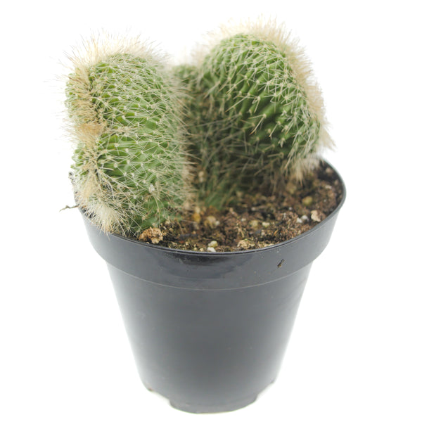 Neobuxbaumia polylopha cristata - Lazy Gardens