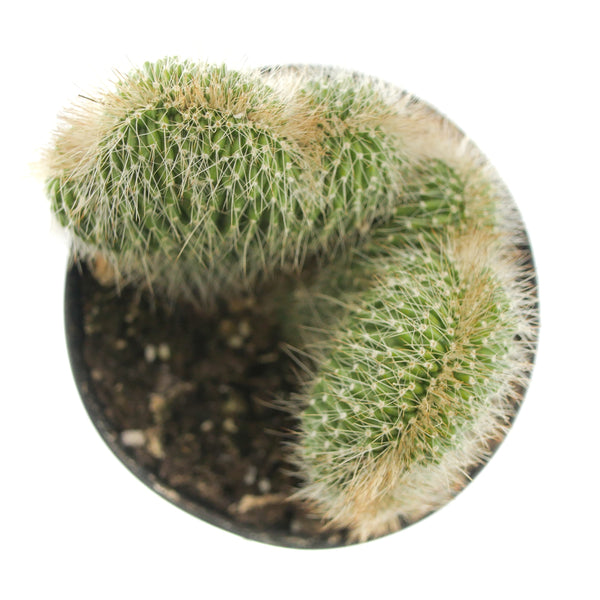 Neobuxbaumia polylopha cristata - Lazy Gardens