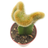 Golden Crested Moon Cactus | Hildewintera aureispina