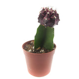 Moon Cactus Purple | Gymnocalycium mihanovichii freidrichii