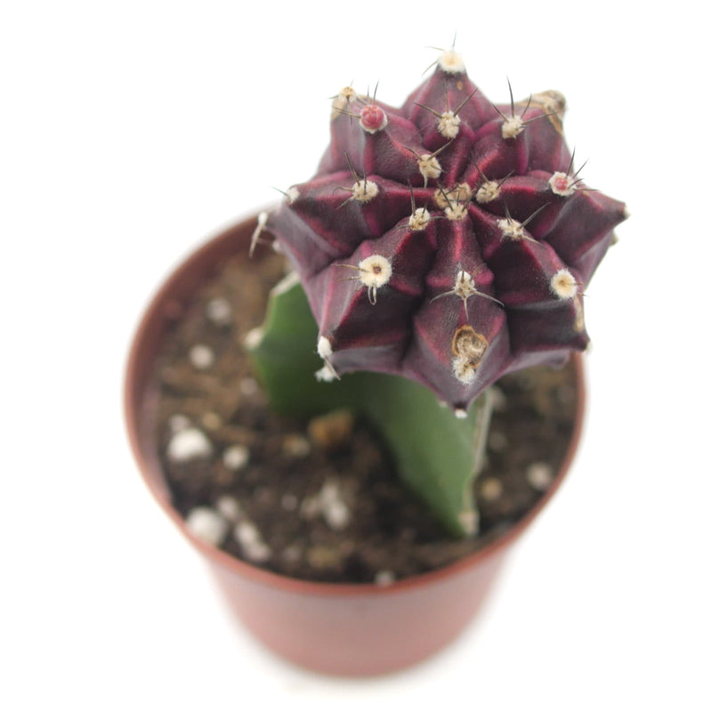 Moon Cactus Purple | Gymnocalycium mihanovichii freidrichii